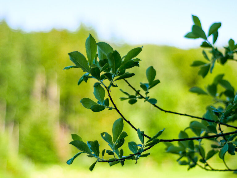 Ein grüner Zweig im Fokus und ein großer Wald im Hintergrund