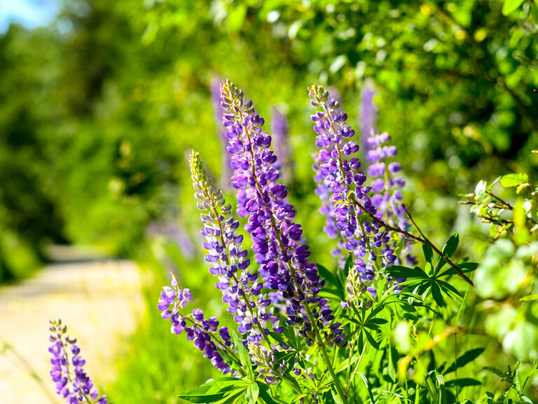Ein Strauß lila Blüten am Straßenrand unter blauem Himmel.
