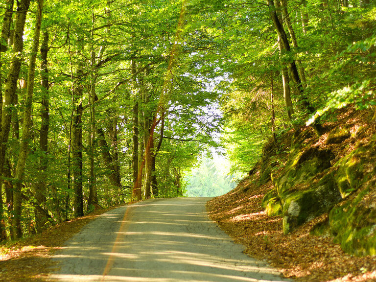Eine Straße führt durch den alten Wald mit hohen Bäumen auf beiden Seiten.