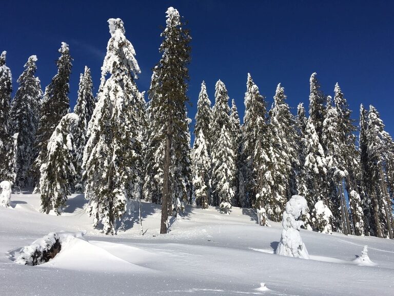 Ein schneebedeckter Wald voller Fichten